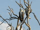 White-Bellied Sea-Eagle, Yellow Water, Kakadu NP